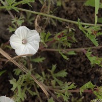 Ipomoea coptica (L.) Roth ex Roem. & Schult.